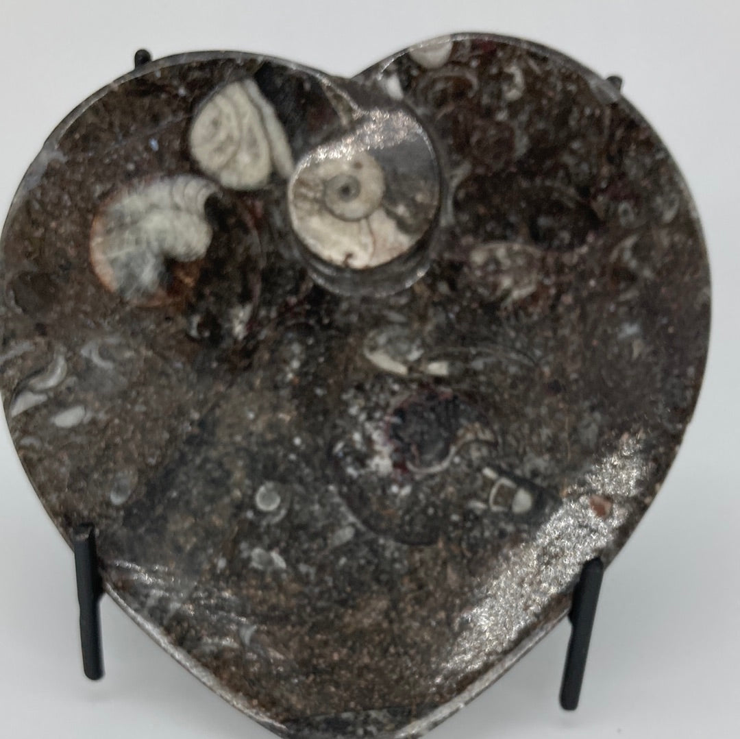 Orthoceras Fossil Heart Bowl 4.5"