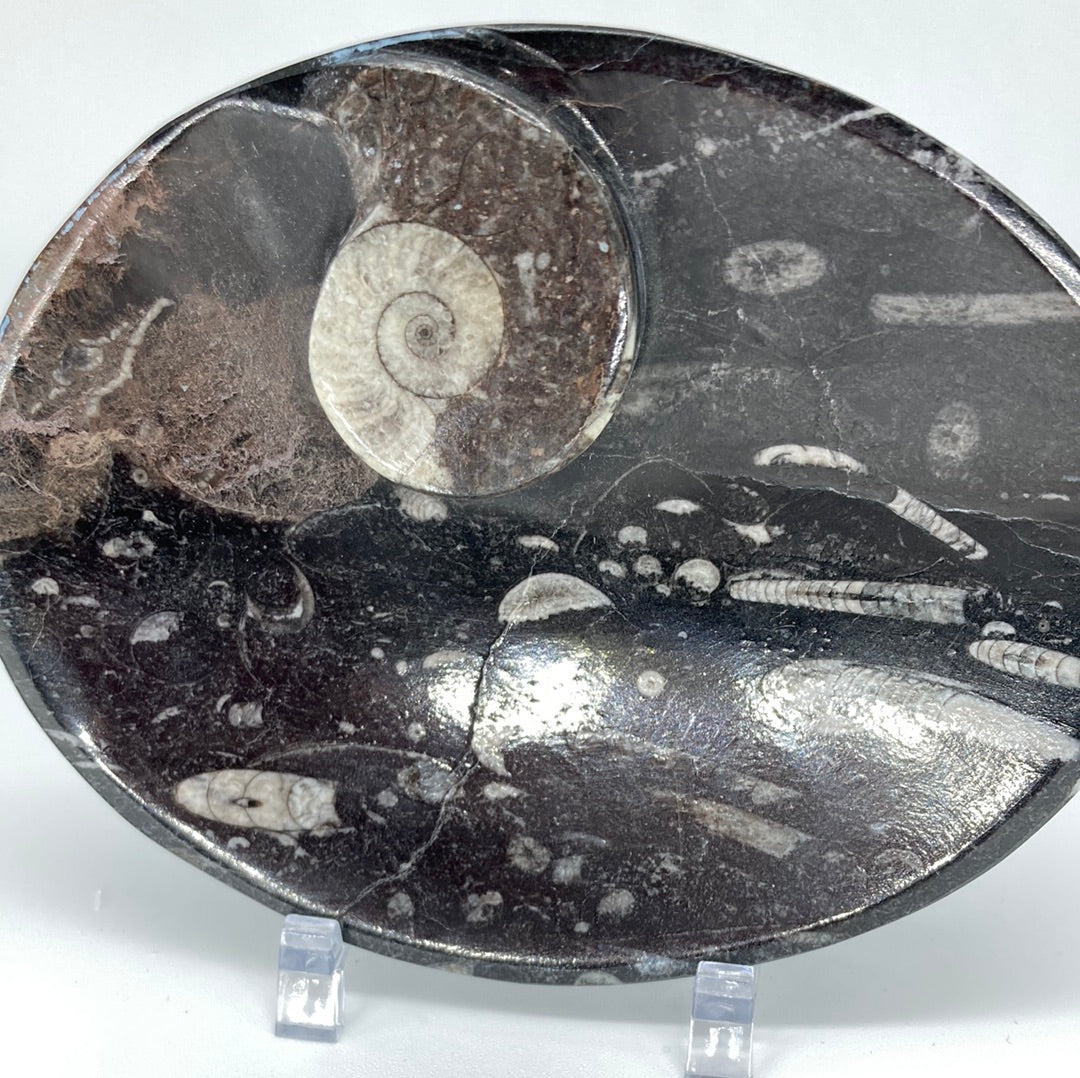 Orthoceras Fossil Oval Bowl 4.85"